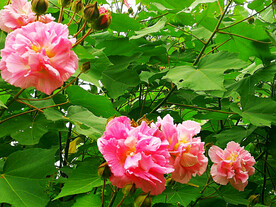 芙蓉花开