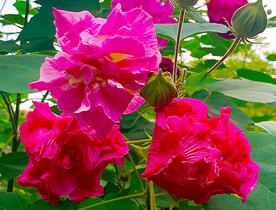 芙蓉花开