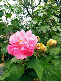 芙蓉花开