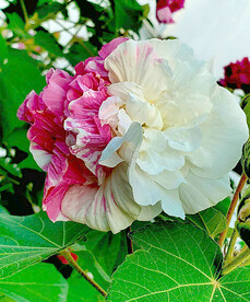 芙蓉花开