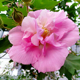 芙蓉花开