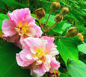芙蓉花开