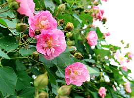 芙蓉花开