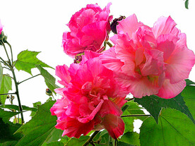 芙蓉花开