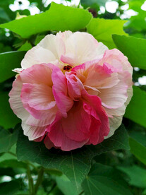 芙蓉花开
