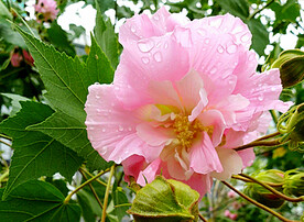 芙蓉花开