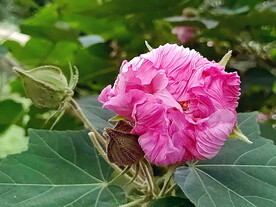 芙蓉花开