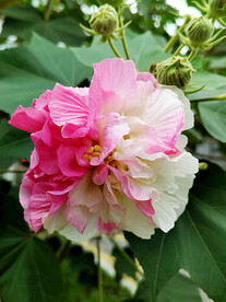 芙蓉花开