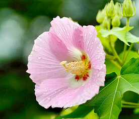 芙蓉花开