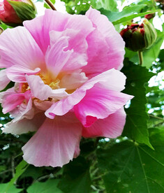 芙蓉花开