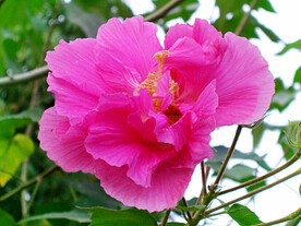 芙蓉花开