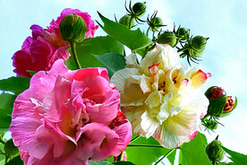 芙蓉花开