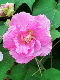 芙蓉花开