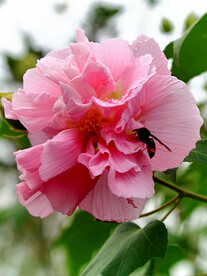 芙蓉花开