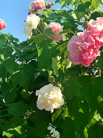 芙蓉花开