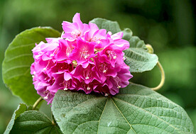 芙蓉花开
