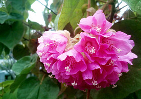 芙蓉花开