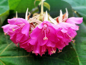 芙蓉花开