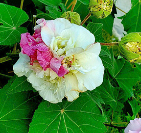 芙蓉花开