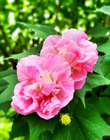 芙蓉花开