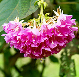芙蓉花开