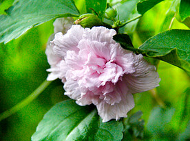 芙蓉花开