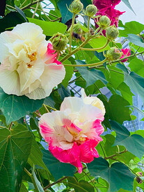 芙蓉花开