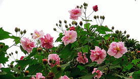 芙蓉花开