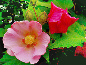 芙蓉花开