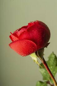 一枝玫瑰花