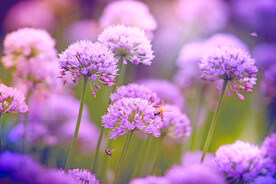 葱花