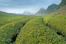 茶山