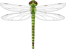 蜻蜓插画