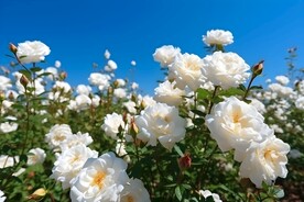 白色月季花丛