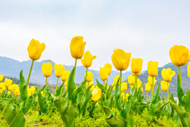黄色郁金香花丛