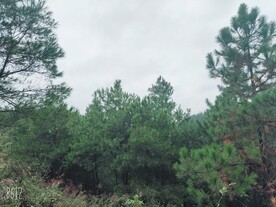 山间松树照片