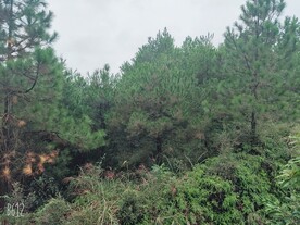 松林照片
