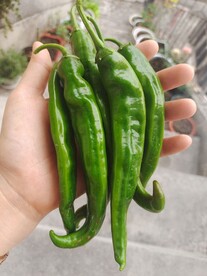 种辣椒 青椒