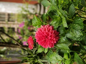 大丽花