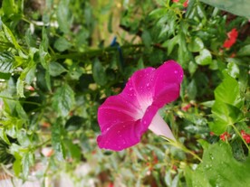 牵牛花 喇叭花