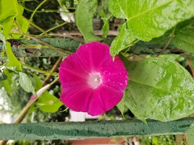 牵牛花