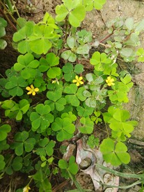 四叶草花