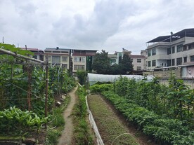 菜地