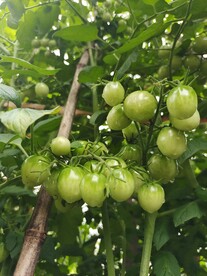 番茄圣女果