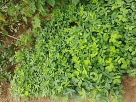 花生种植