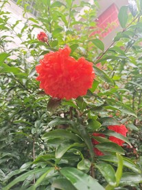 红石榴花