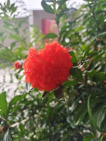 红石榴花