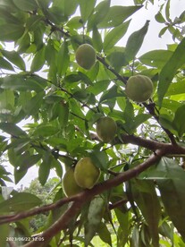 桃树