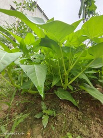空心菜