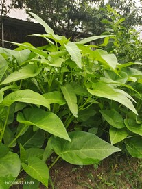 空心菜 青菜